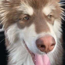 优旺宠物狗场·猫舍犬舍(白云店):广州市白云区嘉禾望岗附近