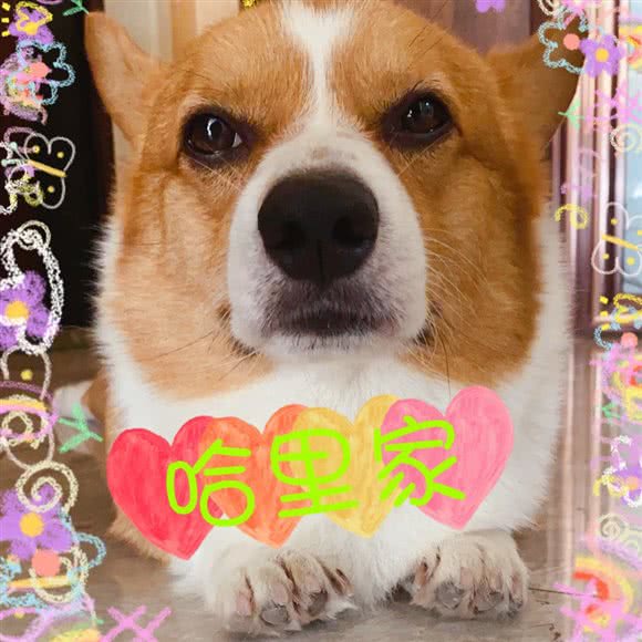 哈里家宠物寄养:天津城区津南区领世郡附近