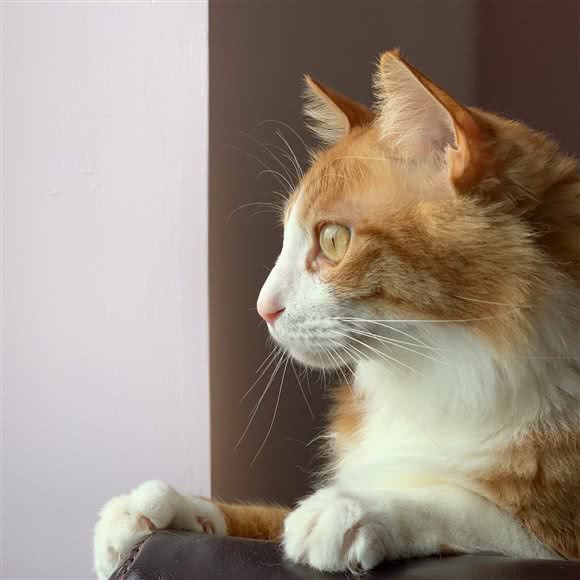 金喵满堂宠物医院:广州市黄埔区大沙地附近