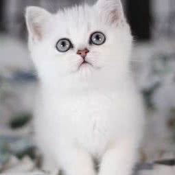 喵宠小汪(万达广场店):广州市黄埔区萝岗万达广场附近