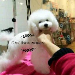 乐宠坊(万达影城店):广州市黄埔区萝岗万达广场附近