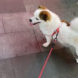 袖虎宠物(敏捷广场店):广州市黄埔区中心城附近