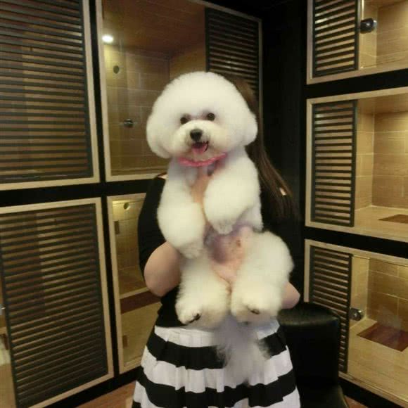 匹特堡宠物店:广州市黄埔区中心城附近