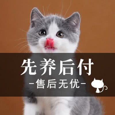 恬爱小猫:广州市黄埔区科学城/萝岗高德汇附近