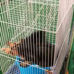 萌宠庄园:广州市黄埔区夏园附近