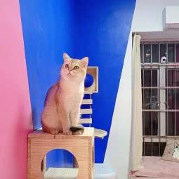 喵掌柜和汪小二:广州市黄埔区联和联世广场附近