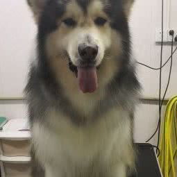 萌宠屋:广州市黄埔区永和镇附近