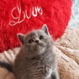 米亚动物医院:天津城区津南区领世郡附近