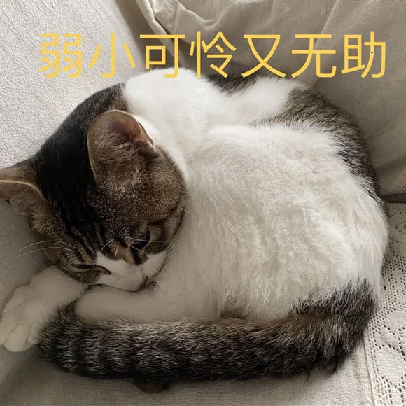 萌宠星宠物生活馆:广州市黄埔区旺村/何棠下附近