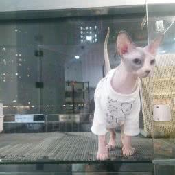 爱宠私语宠物生活馆:广州市黄埔区旺村/何棠下附近