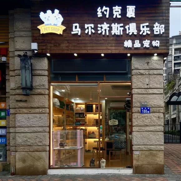 约克夏马尔济斯:广州市番禺区市桥附近