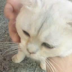 猫柠宠物生活馆:广州市番禺区市桥附近