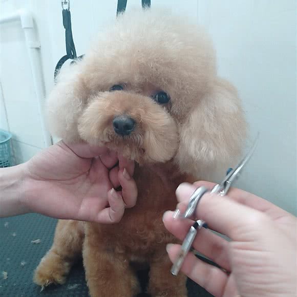 宠哩宠物:广州市番禺区市桥附近