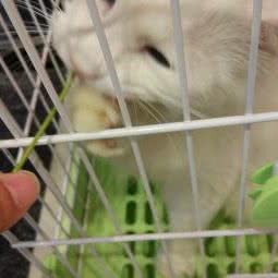 贝思宠物医院:广州市番禺区市桥附近