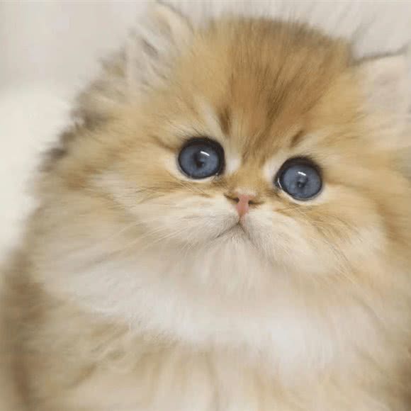 喵三旺四宠物店:广州市番禺区大学城附近