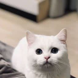 妖宠会:广州市番禺区大学城附近