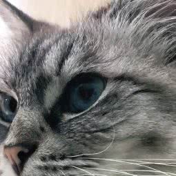 沃芙宠物生活馆:广州市番禺区大学城附近