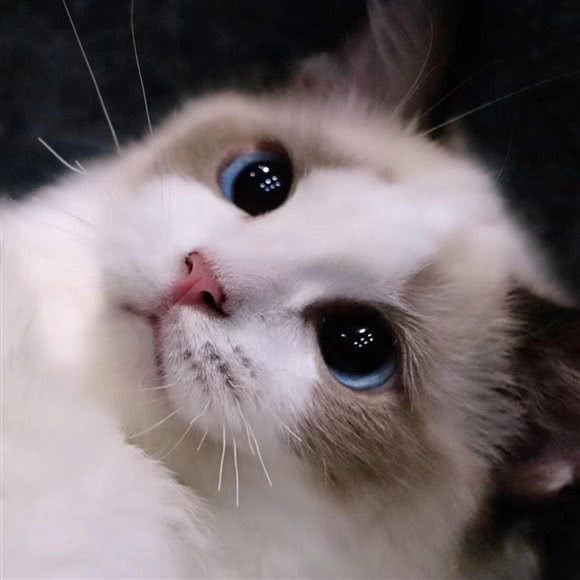 Trendy Cattery潮猫舍 宠物店:广州市番禺区市桥南附近