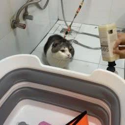 佩奇宠物:广州市番禺区市桥南附近