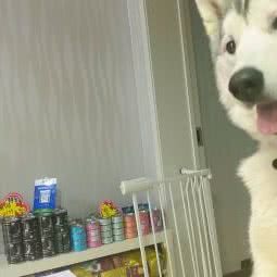 王子宠物:天津城区津南区葛沽附近