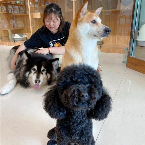 MO&MO宠物生活馆:广州市番禺区市桥南附近