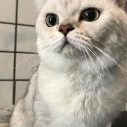 南村星宠宠物店:广州市番禺区长隆/南村附近