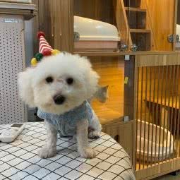 萌小它宠物(敏捷店):广州市番禺区长隆/南村附近