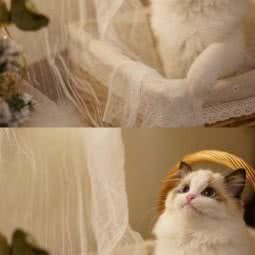 Ayocute布偶猫舍:广州市番禺区长隆/南村附近