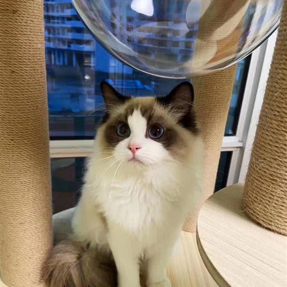 齐岐宠物猫舍店:广州市番禺区长隆/南村附近