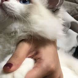 小凳子布偶猫体验馆:广州市番禺区长隆/南村附近