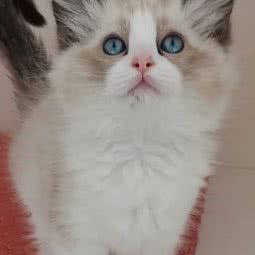 广州猫舍:广州市番禺区长隆/南村附近