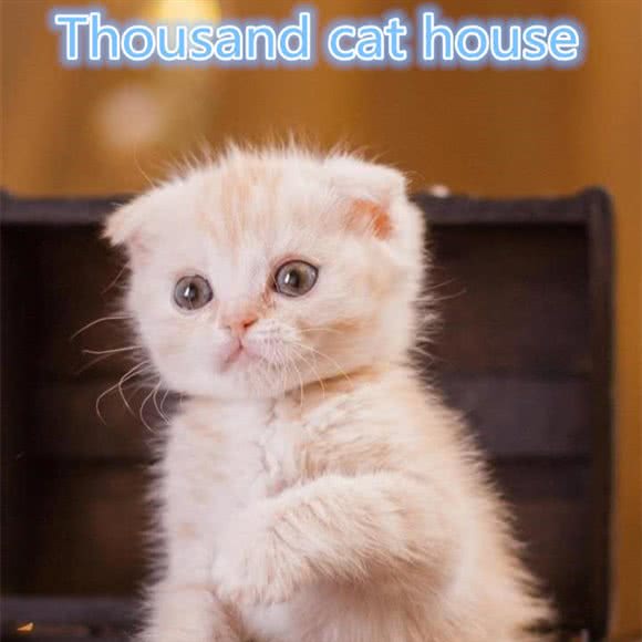 千猫居工作室(祈福店):广州市番禺区钟村附近