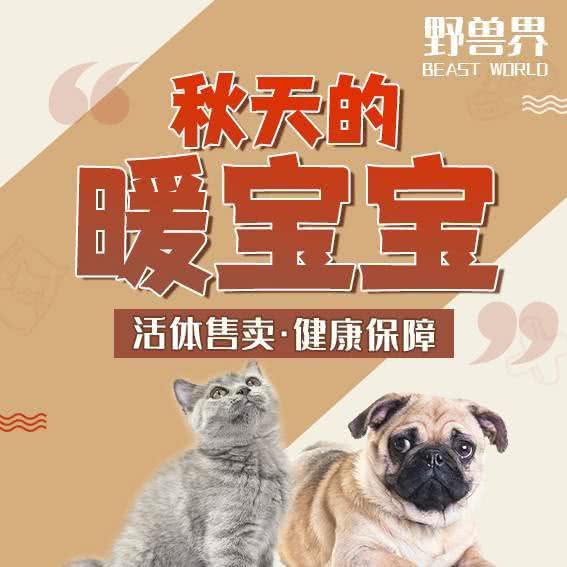 恶魔界宠物生活馆·布偶·金渐层·德文:广州市番禺区钟村附近