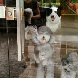 喜乐多宠物店:广州市番禺区钟村附近