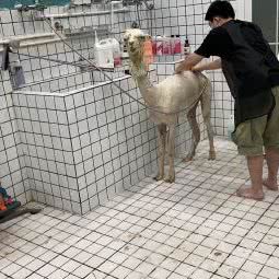 宠吱岛:广州市番禺区钟村附近