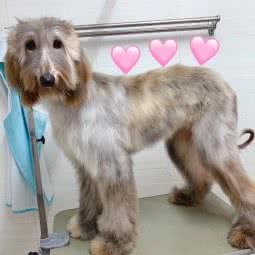 马小跳宠物美容:广州市番禺区钟村附近