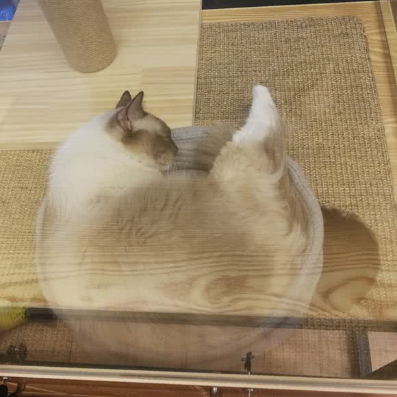 袖虎宠物(南国奥园店):广州市番禺区钟村附近