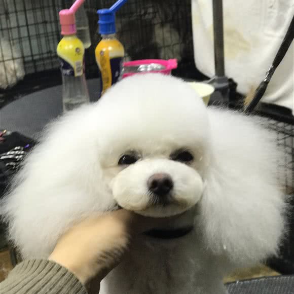 新宠秀宠物美容spa:广州市番禺区钟村附近