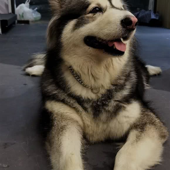 皮小宠宠物生活馆:广州市番禺区钟村附近