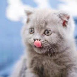 帝皇犬舍:广州市番禺区番禺广场附近