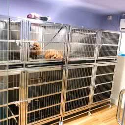 宠爱有嘉:广州市番禺区大石附近