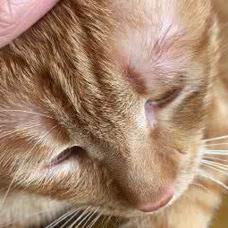 唯它宠物诊所:广州市番禺区大石附近