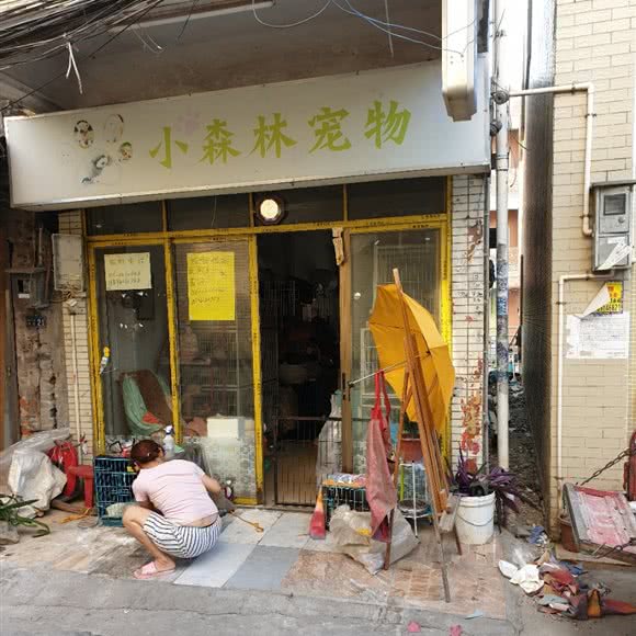 小森林宠物:广州市番禺区南浦附近