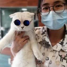 晓宠屋宠物美容:广州市番禺区沙湾镇附近