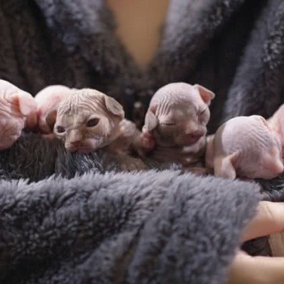 芒果宠物金海岸店:广州市番禺区石碁附近