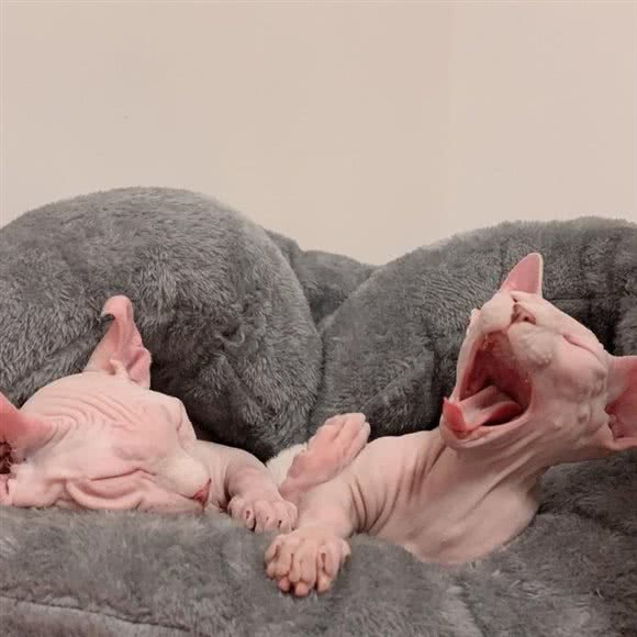 芒果宠物(天成店):广州市番禺区石碁附近