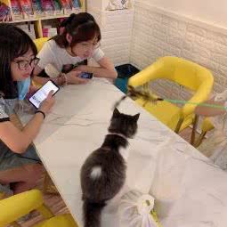 喵喵Mew宠物生活馆:广州市花都区建设北路附近