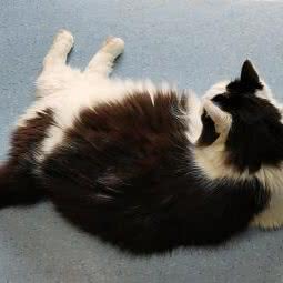 康康宠物医护服务中心:广州市花都区花都广场/区政府附近