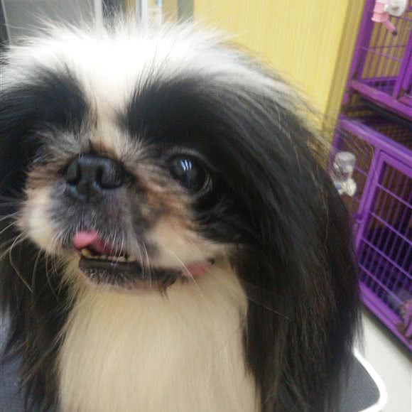 博涵宠物会所:天津城区北辰区刘园附近