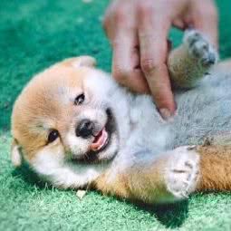 广州柴犬犬舍(狗场):广州市花都区花东附近